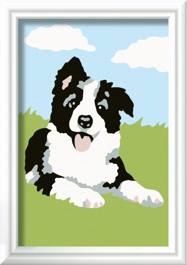 Maalaa numeroiden mukaan "Border Collie" Ravensburger